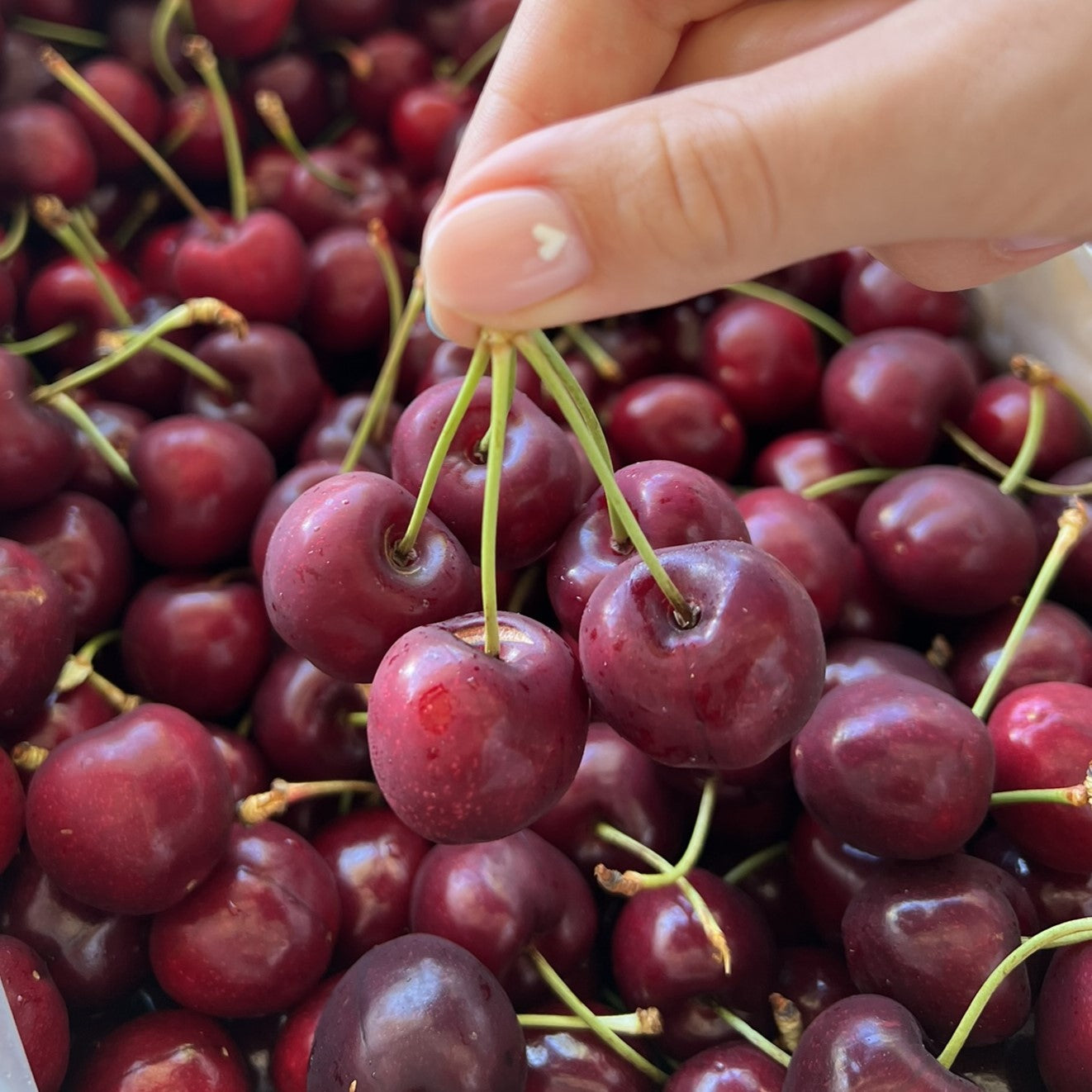 Christmas Cherry Box 1kg