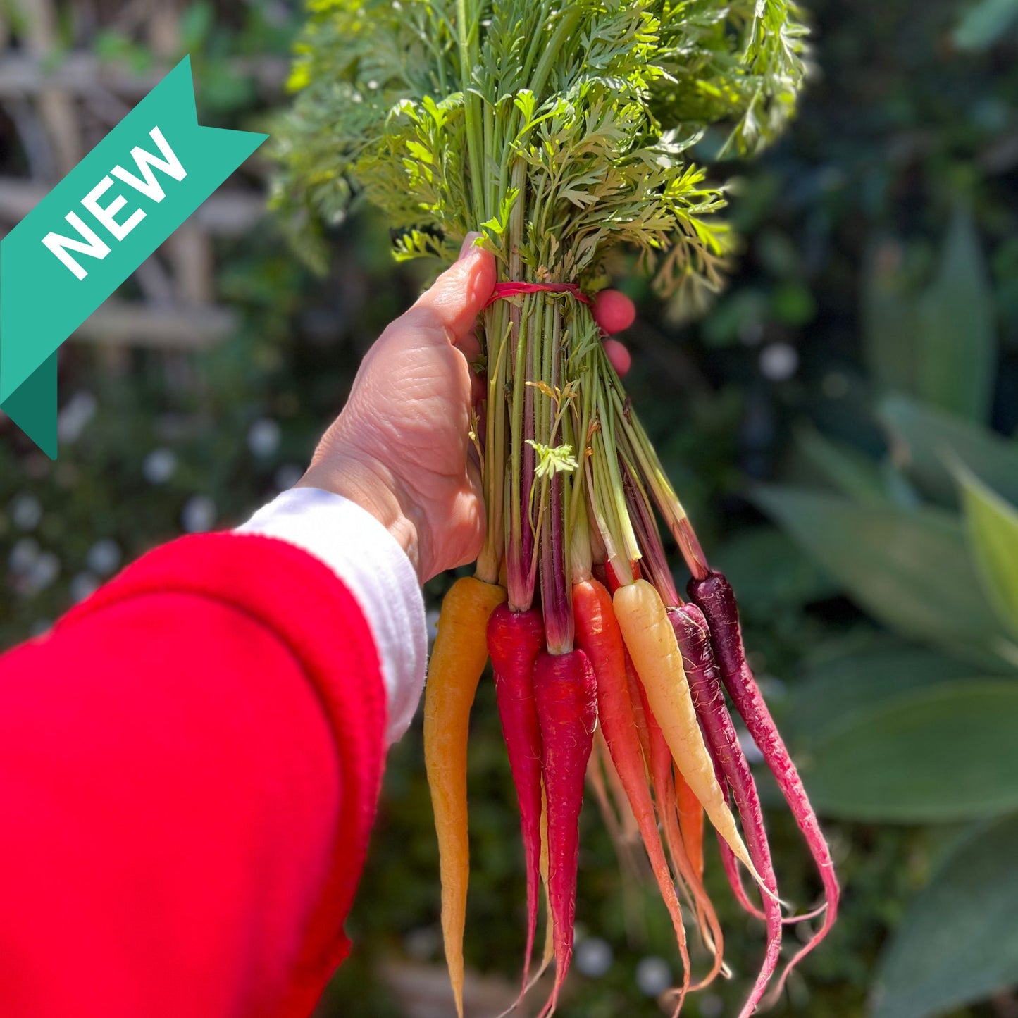 Carrots - baby heirloom multi-coloured bunch