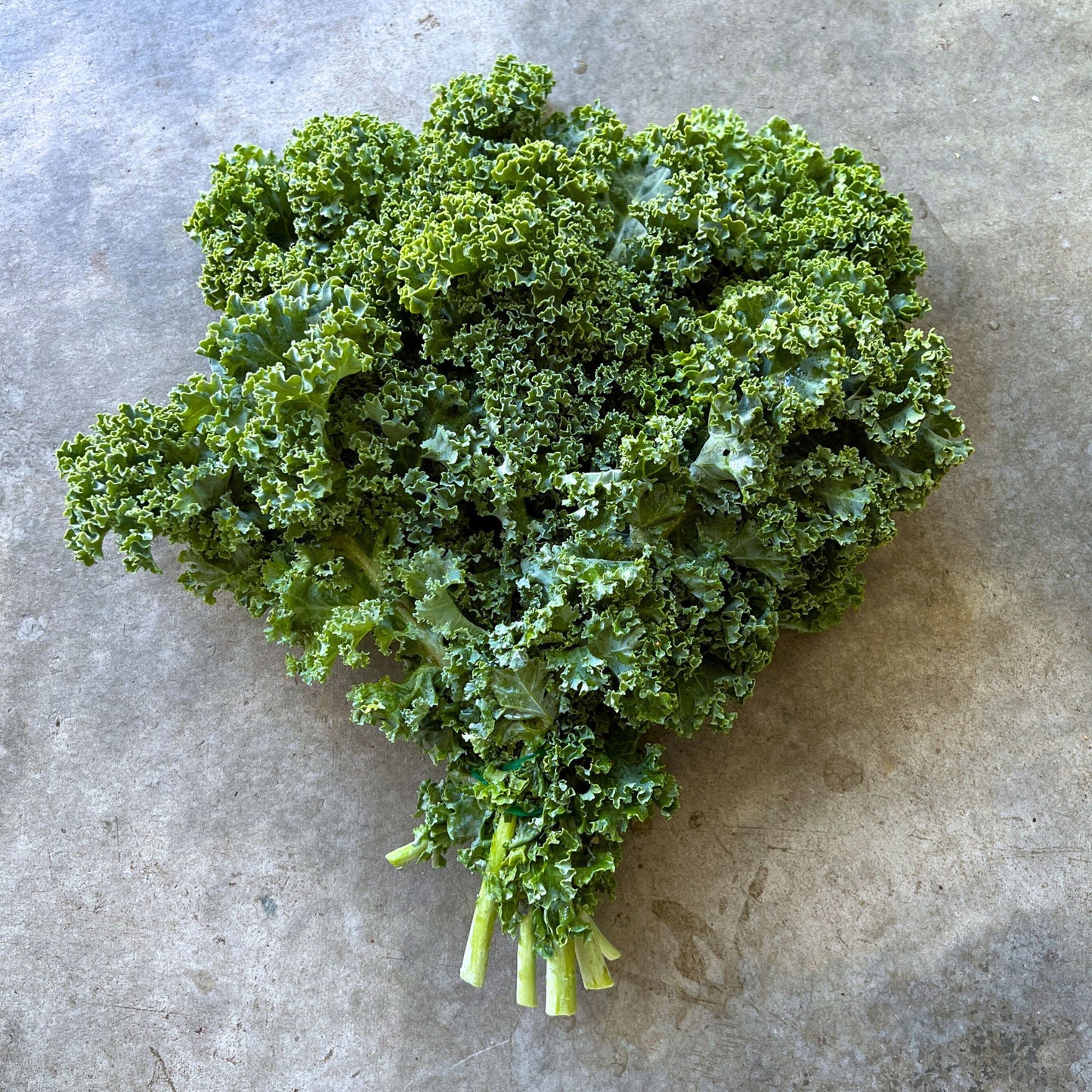 Veg - Kale medium bunch