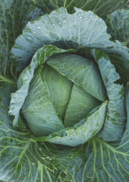 Cabbage Green half