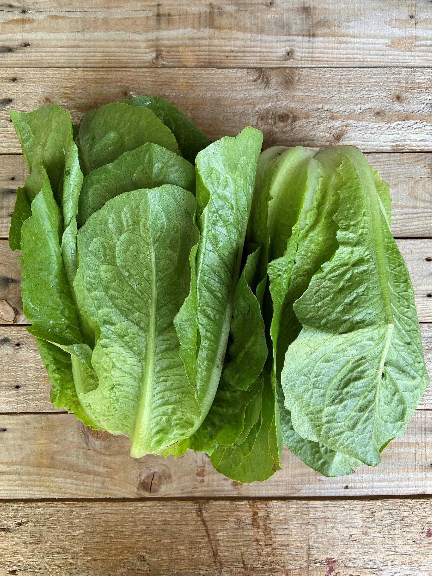Lettuce - Cos each