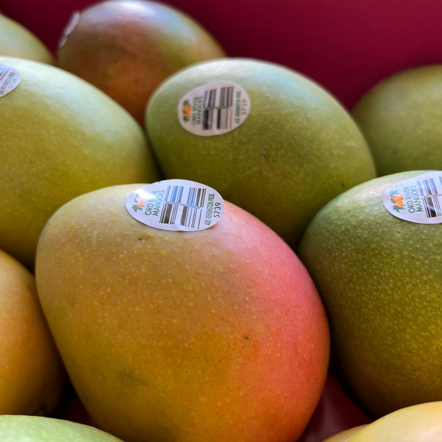 Mango - Kensington Pride medium