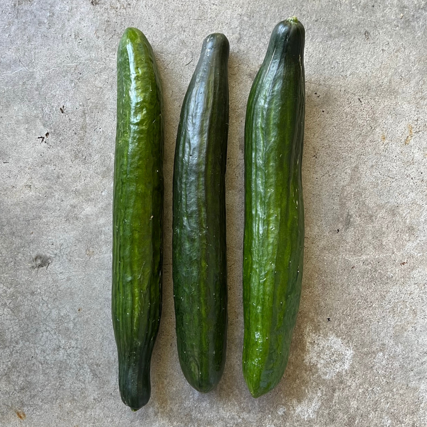 Veg - Cucumber Continental WA