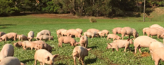 Yanmah Pasture Raised Berkshire Pork