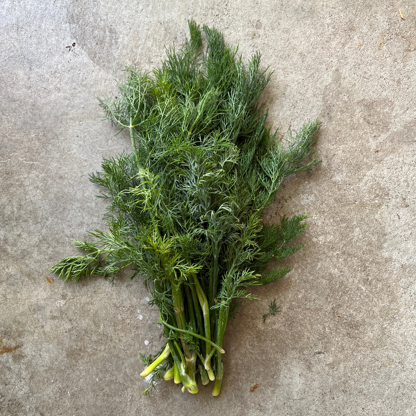 Herb fresh - Dill approx. 100gm