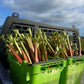 Fruit - Rhubarb bunch