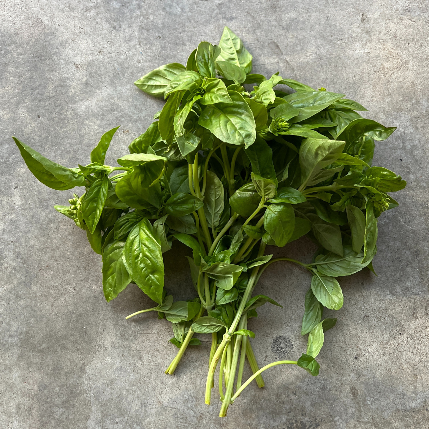 Herb fresh - Basil approx. 50gm