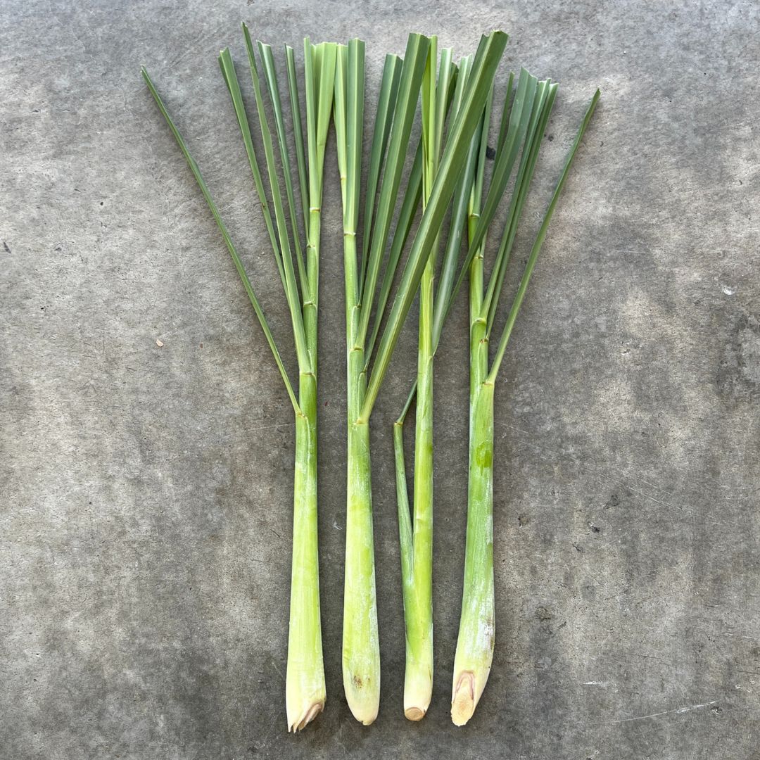 Herb - Lemongrass stalk x 2