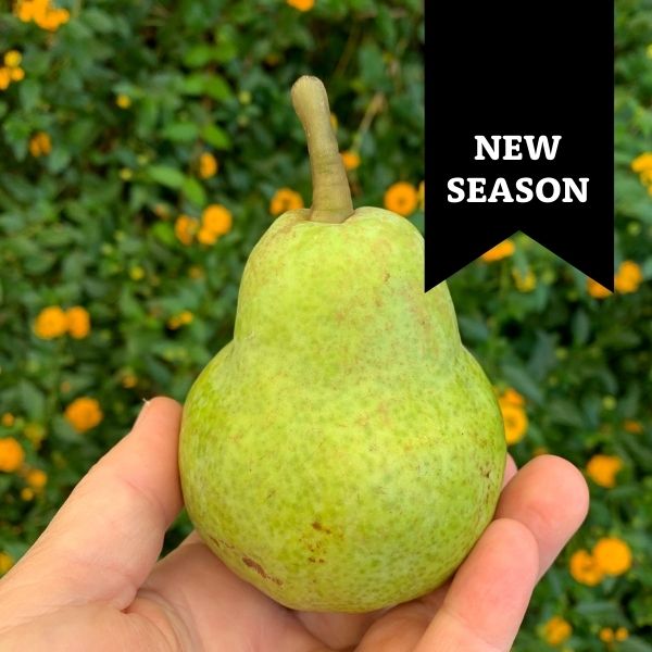 Fruit - Pears Bartlet 1kg