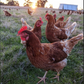 pastured eggs black stump farm WA