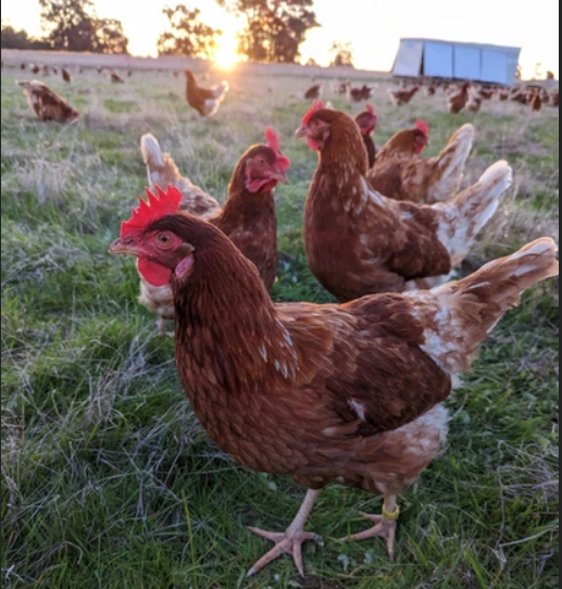 pastured eggs black stump farm WA