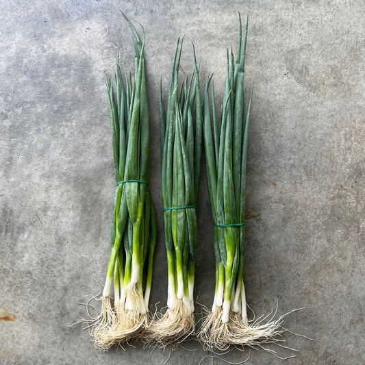 Onions - Spring medium bunch