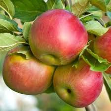 Fruit - Apples Fuji 1kg NEW SEASON