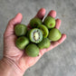 Fruit - Kiwi Berries 125gm NZ