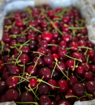 Cherries - 500gm bag