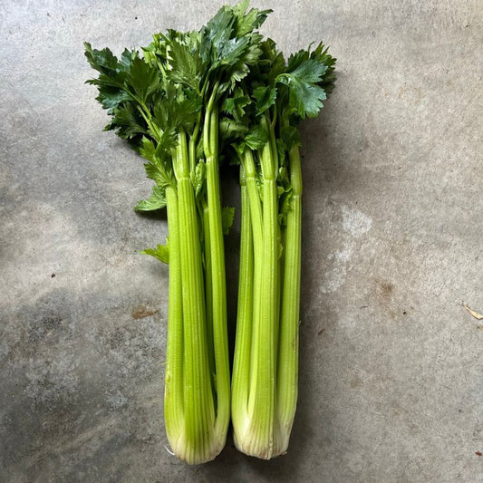 Celery - bunch