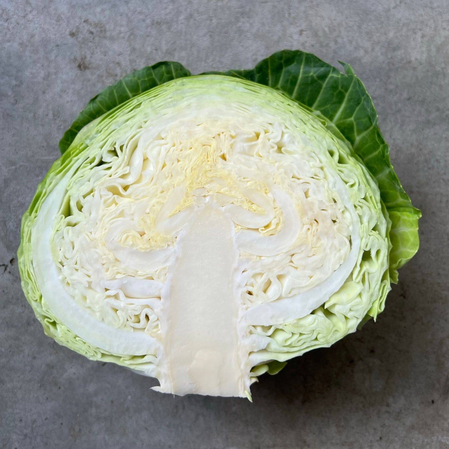 Cabbage Green half