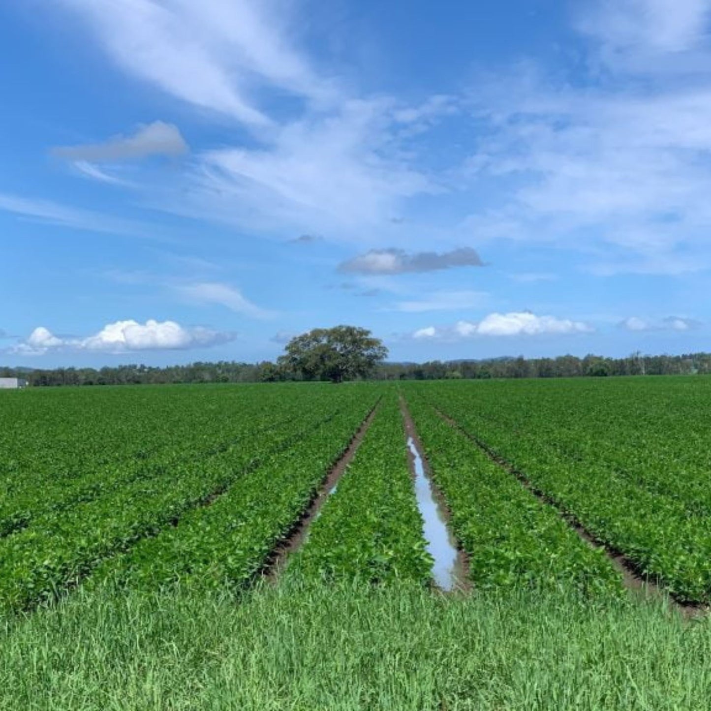 Rice - Biodynamic brown rain-fed NSW 1kg