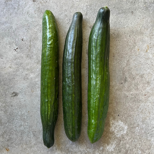 Cucumber - Continental