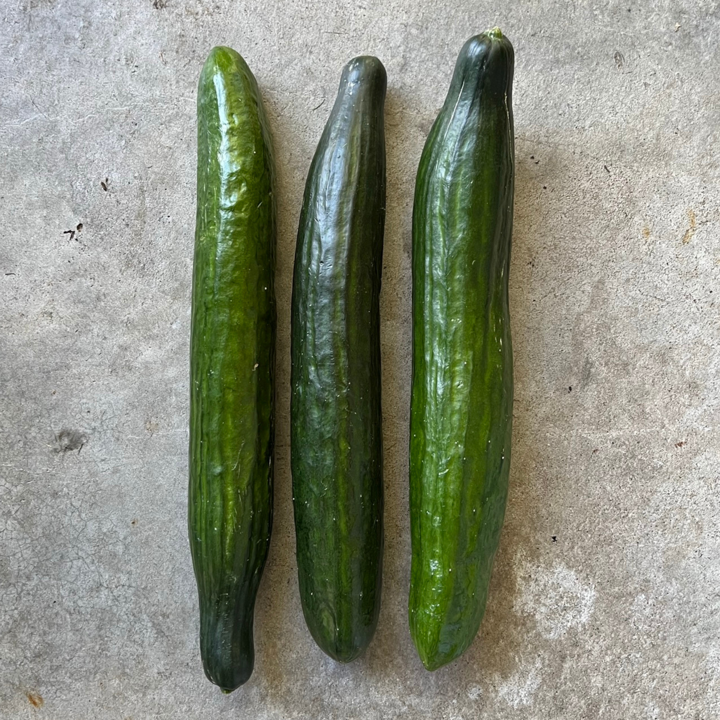 Veg - Cucumber Continental