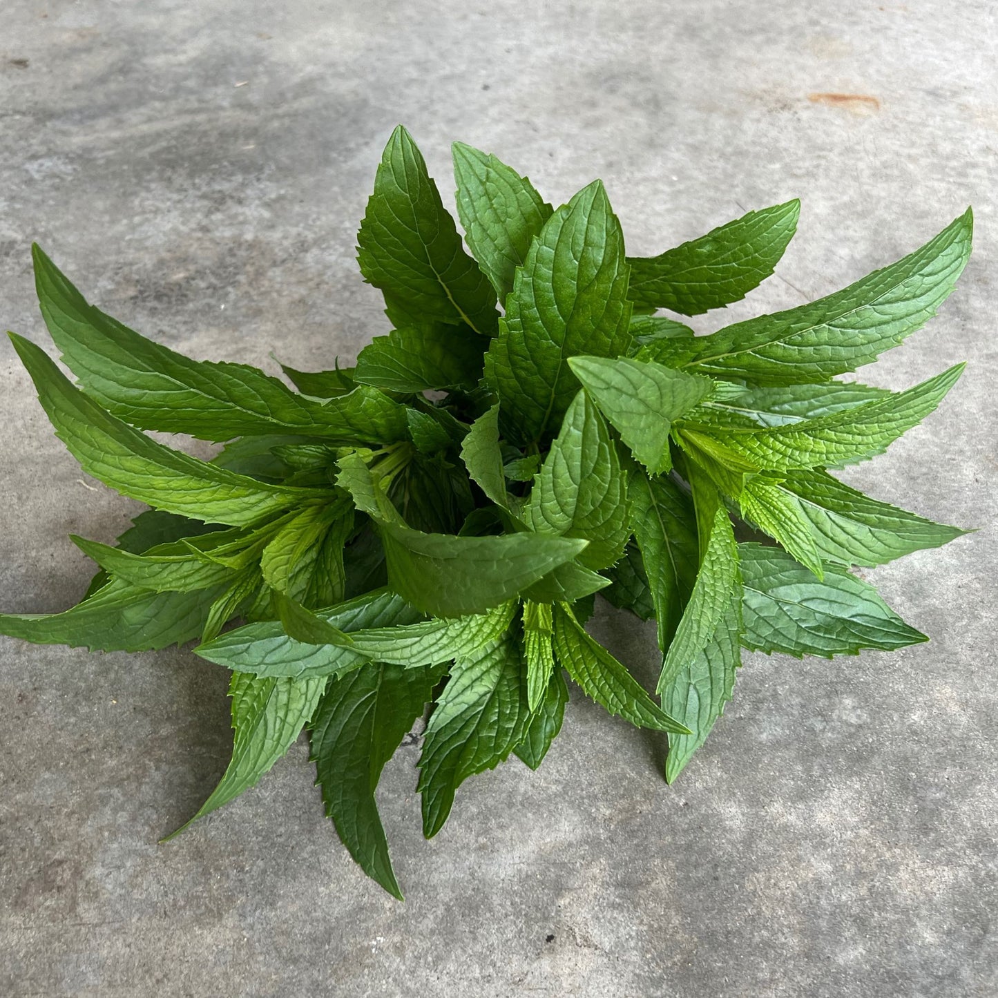 Herb fresh - Mint spearmint large bunch