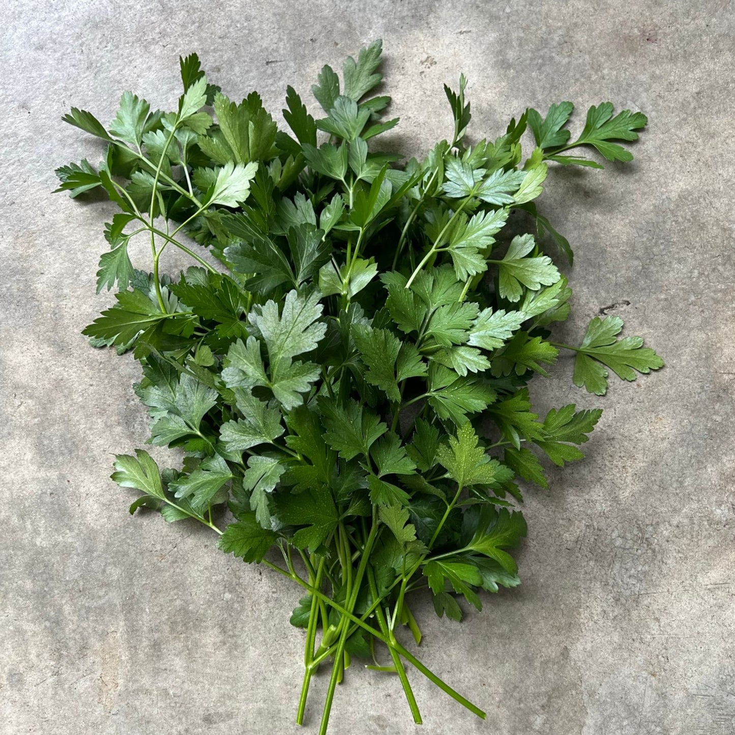 Herb - Parsley Flat Leaf large bunch