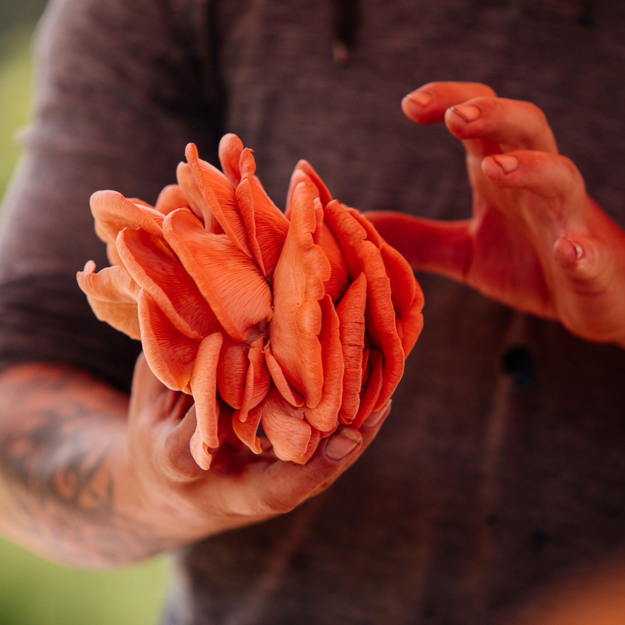 Behind the scenes access