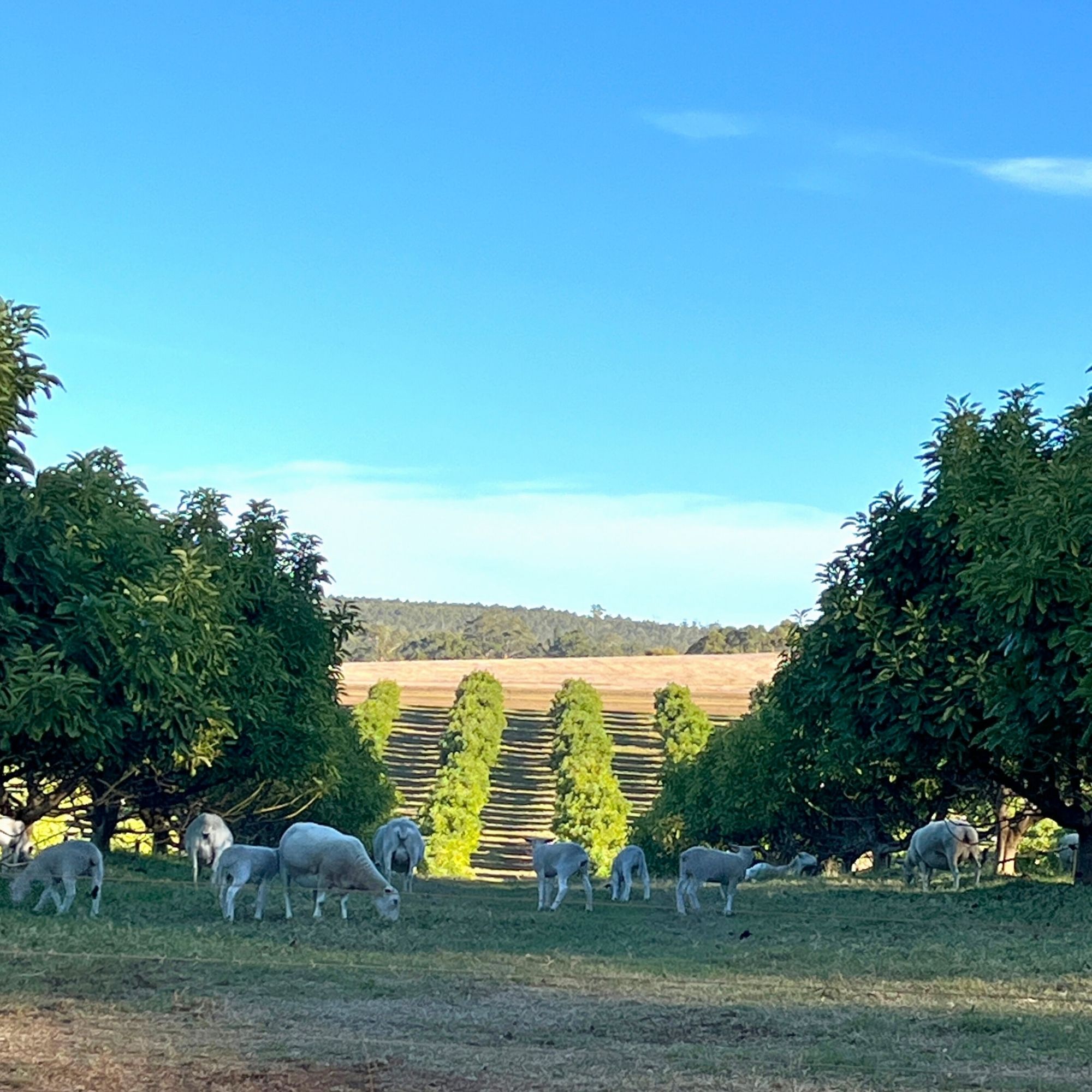 From the Source, With Skill