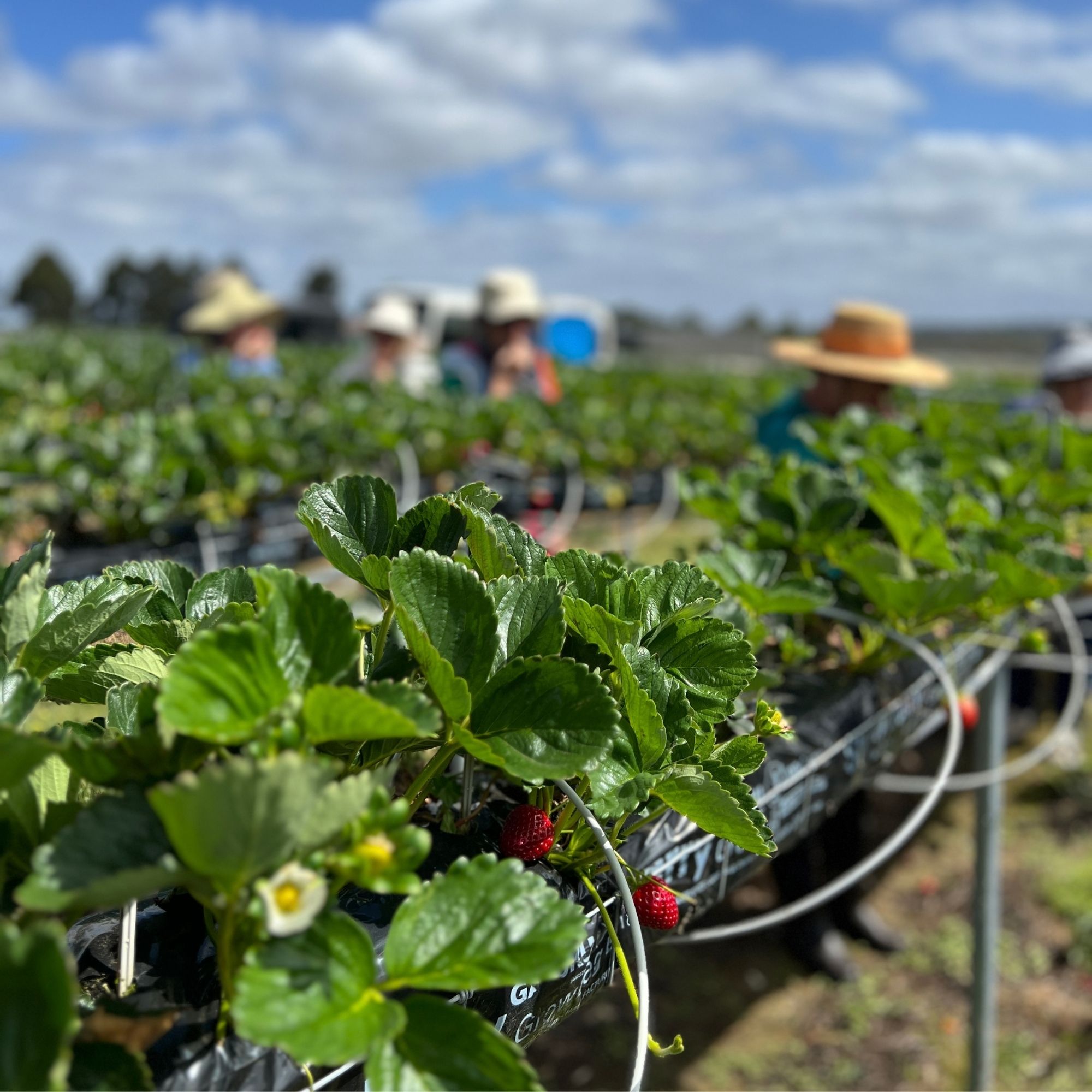 Where Flavour Begins