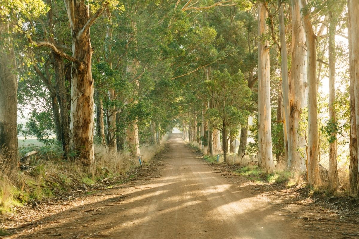 Southern forests Food Tour Matters of Taste